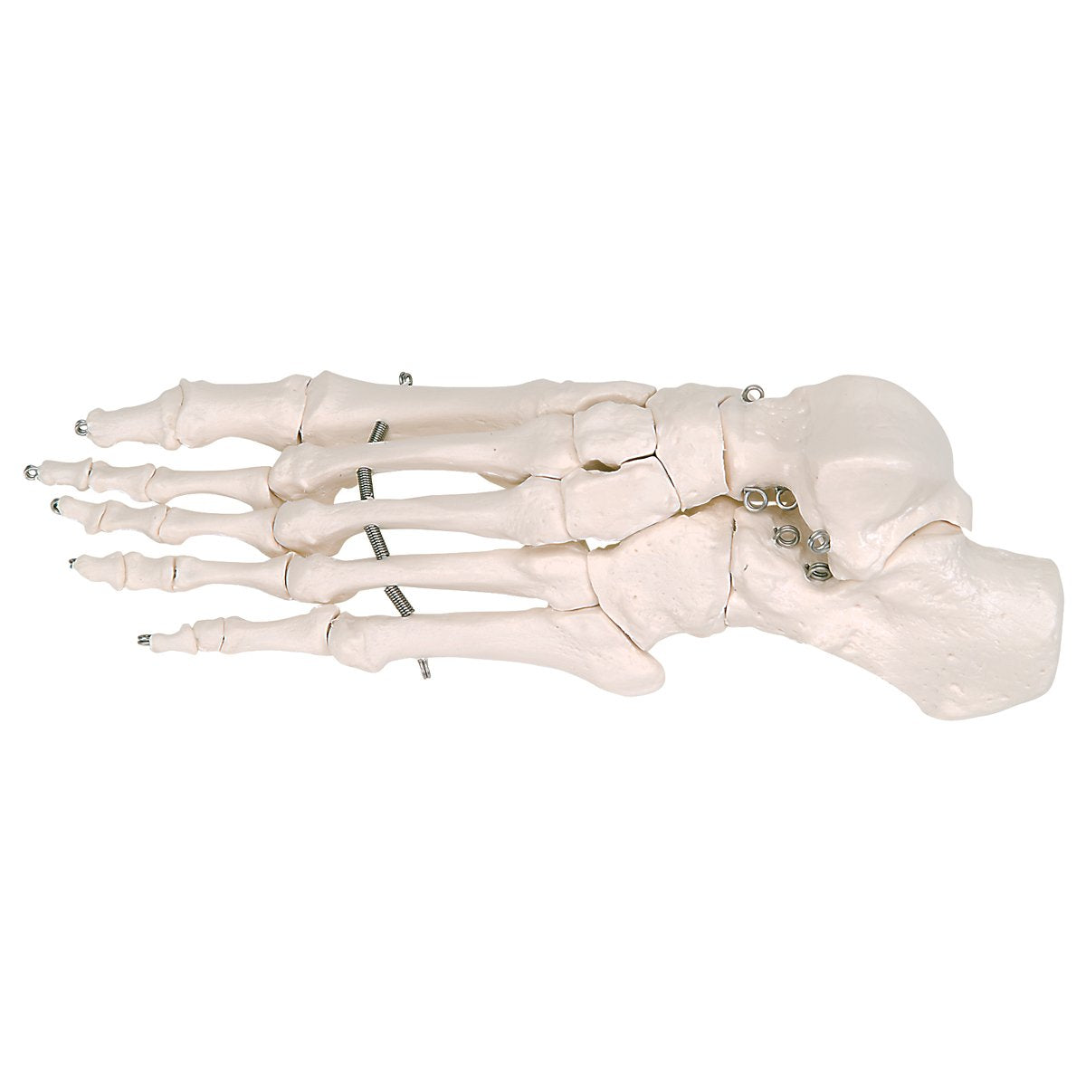 3B Scientific A04 Disarticulated Half Skeleton 52 pieces - 3B Smart Anatomy