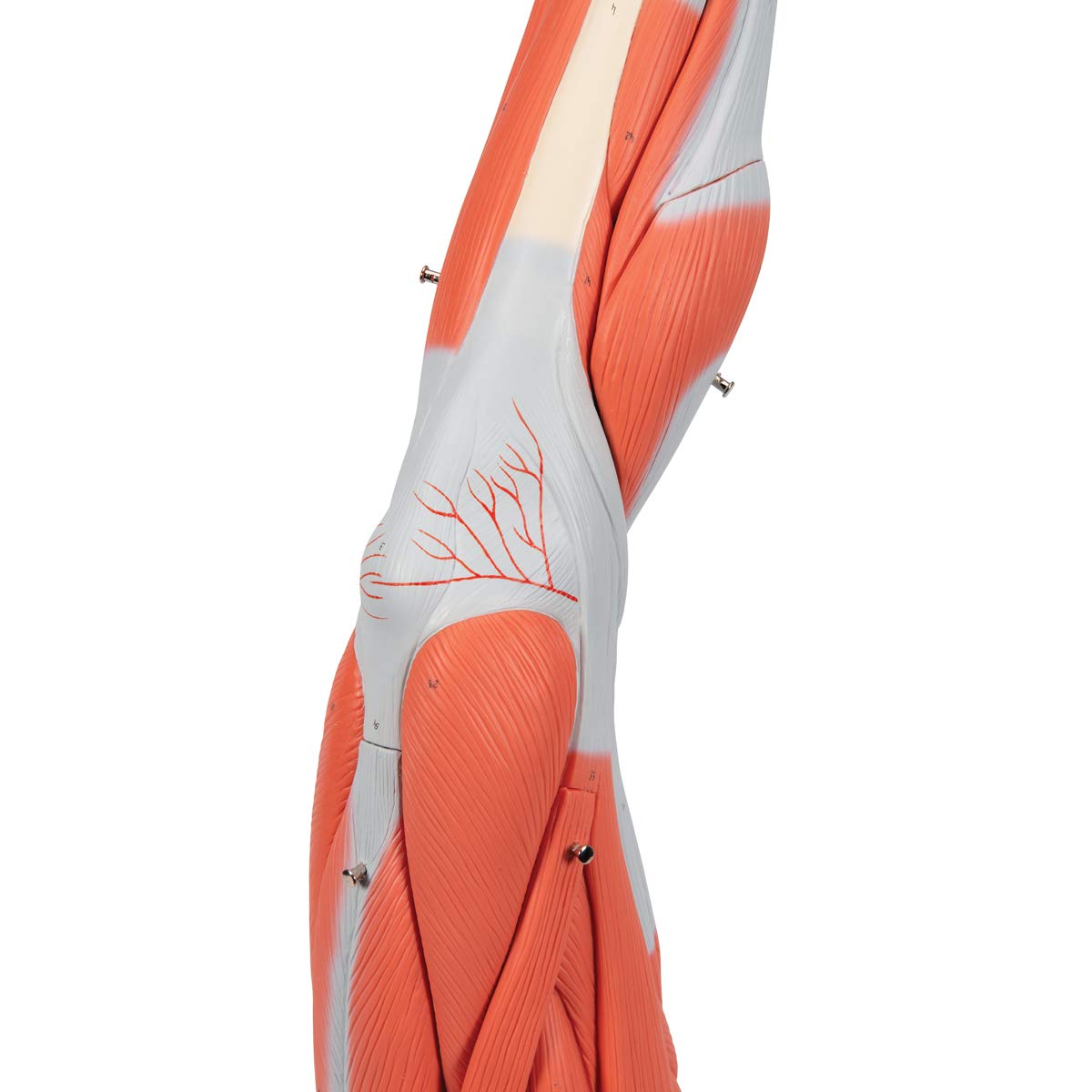Muscular Leg 9-Part - 3B Smart Anatomy