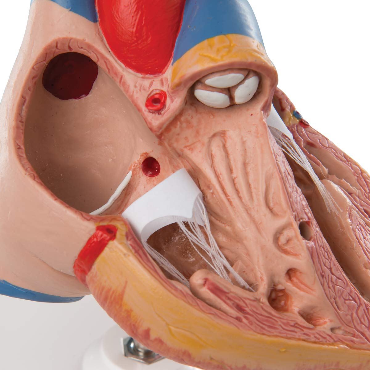3B Scientific G08/1 Classic Heart w/ Thymus 3-part - 3B Smart Anatomy