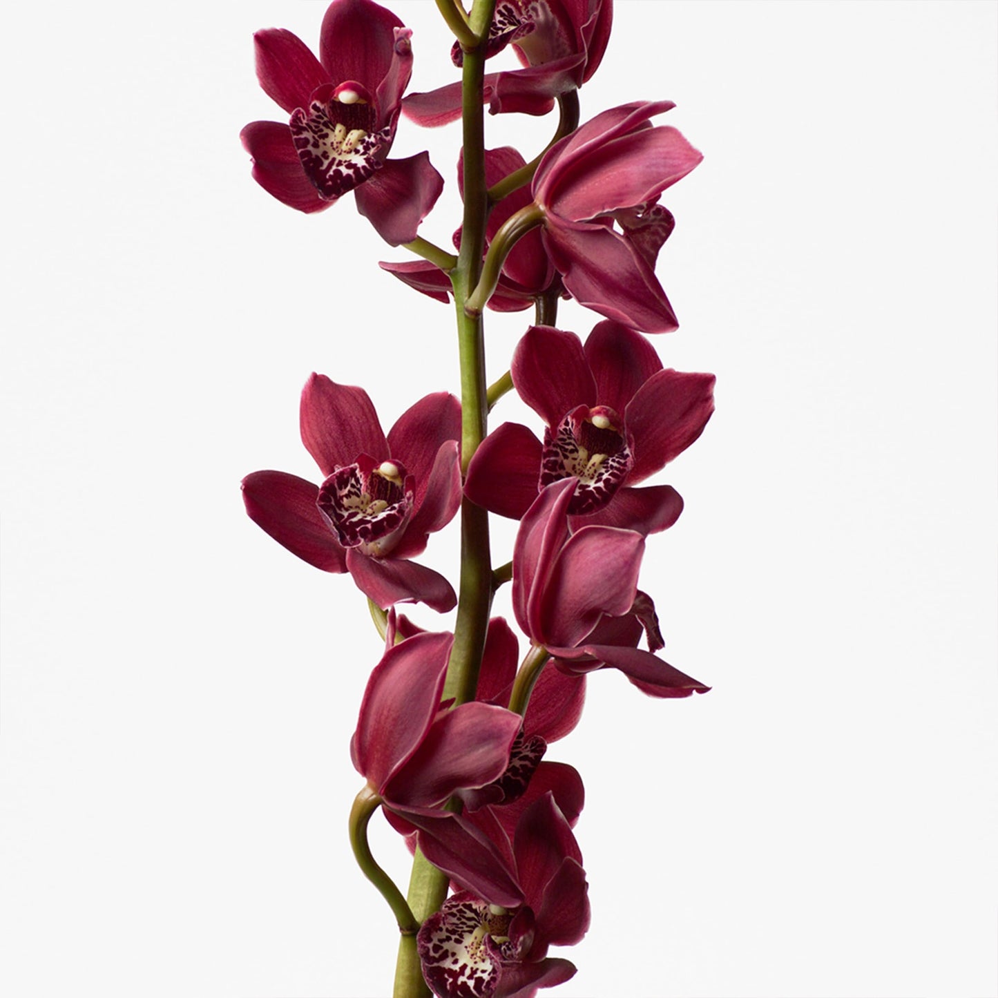 Calvin Klein Euphoria Body Lotion With Notes of Pomegranate, Black Orchid, Lotus Blossom & Mahogany Wood 6.7 fl oz