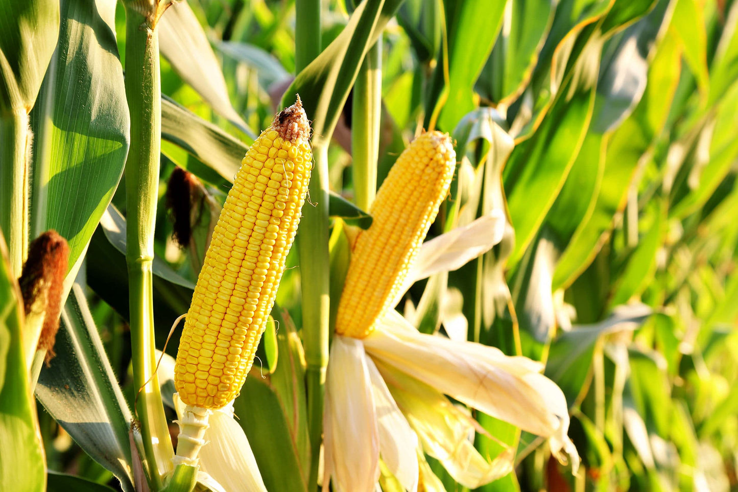 Food to Live Organic Yellow Whole Corn, 3 Pounds - Non-GMO Maize, Cleaned and Dried Kernels, Vegan, Kosher, Bulk Cereal Grain, Good Source of B vitamins, Thiamin, and Folate