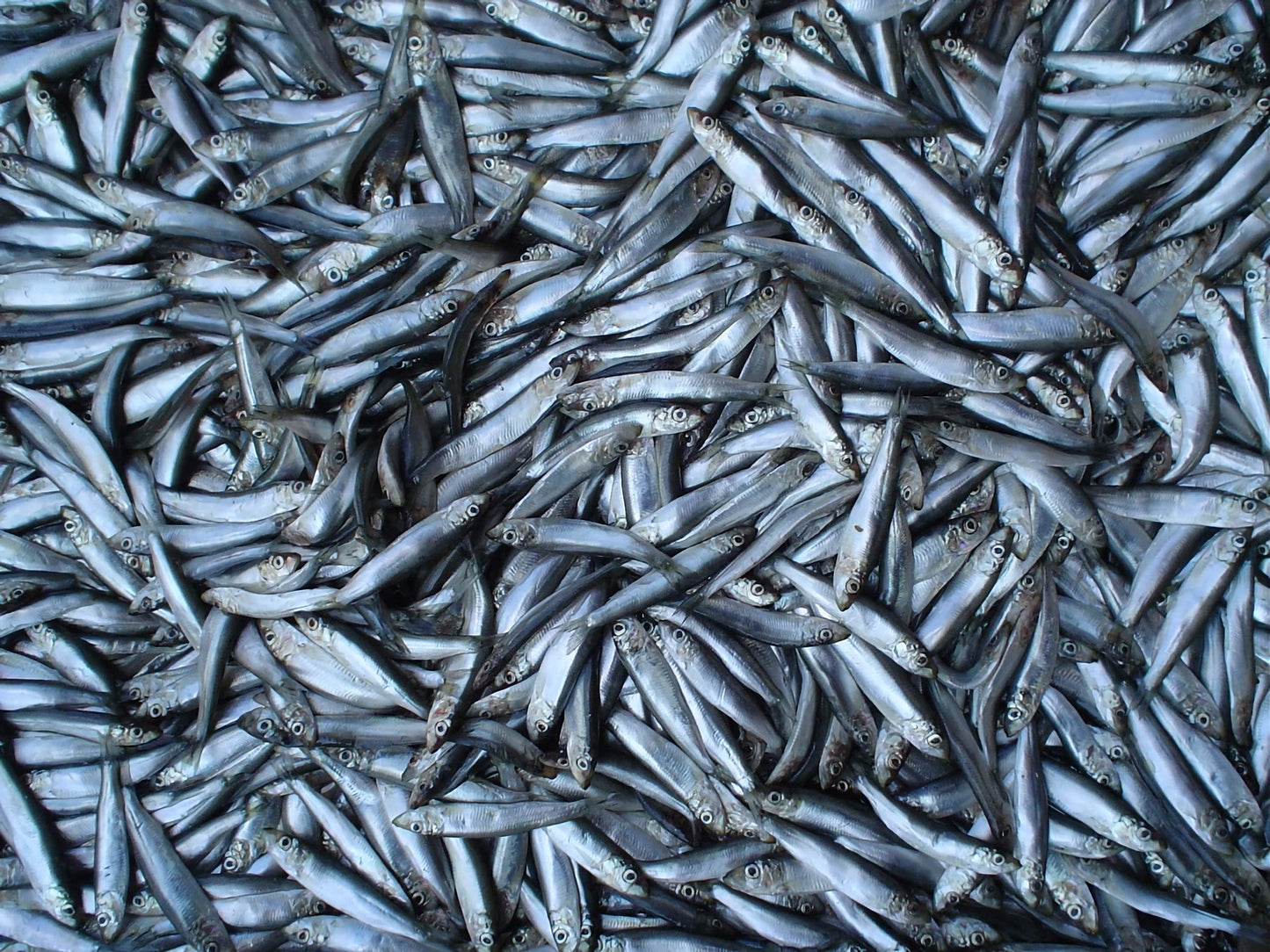 Old Riga Smoked Sprats in Oil 160g/5,6 Oz | Kosher Product, Non GMO, Keto Friendly | Rich in Omega-3 Fatty Acid, Vitamins and Minerals| From Fresh Wild Caught Sardines of Cold European Seas| (Pack of 12)