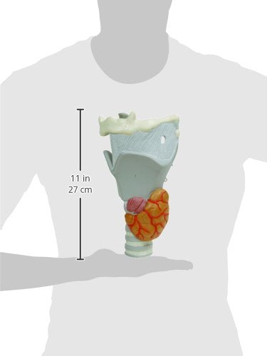 3B Scientific G20 Functional Larynx 2.5x life size - 3B Smart Anatomy