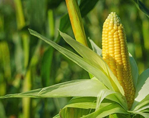 Food to Live Organic Super Sweet Corn, Freeze-Dried, 4 Ounces - Whole Kernels, Non-GMO, Kosher, Healthy Snack, Bulk, Grown in the USA