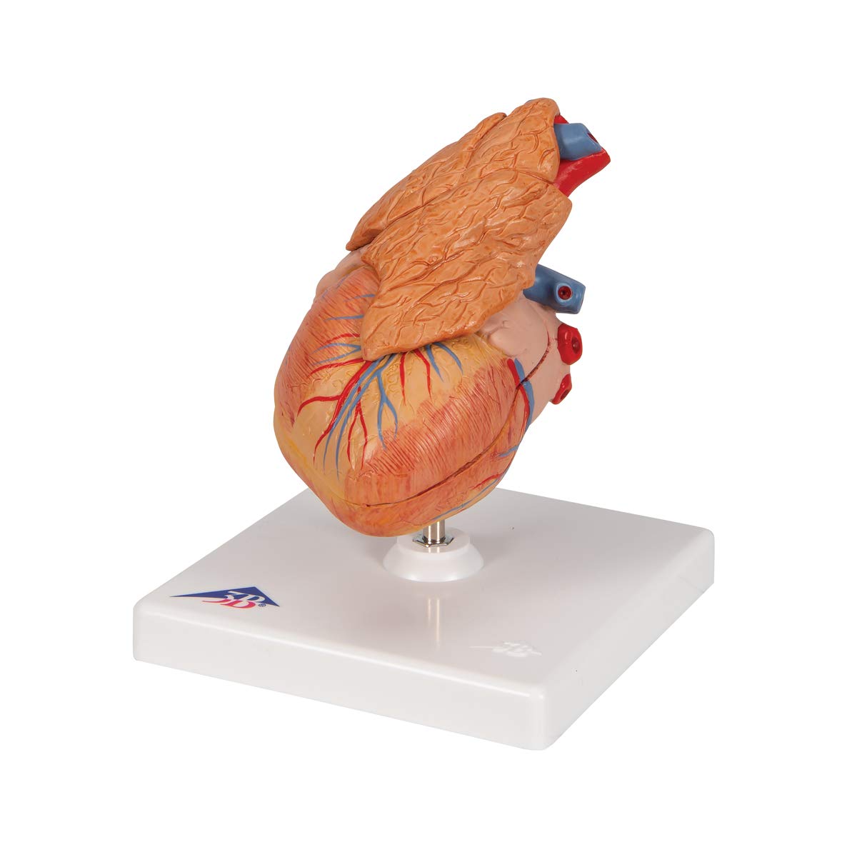 3B Scientific G08/1 Classic Heart w/ Thymus 3-part - 3B Smart Anatomy