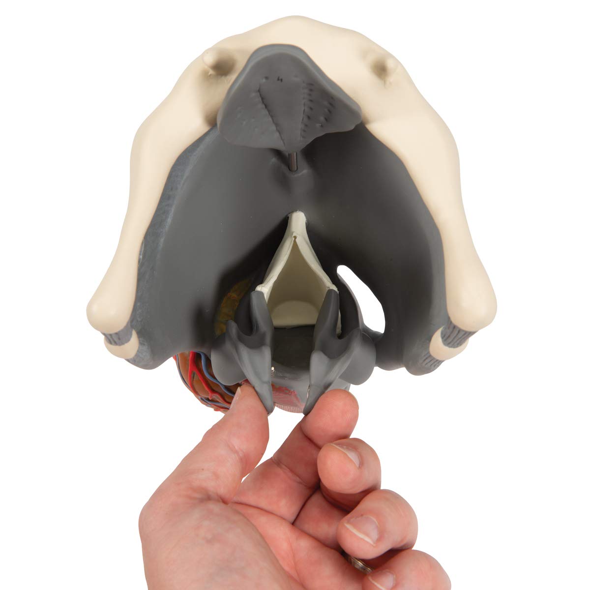 3B Scientific G20 Functional Larynx 2.5x life size - 3B Smart Anatomy