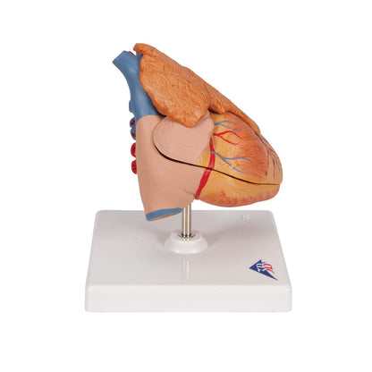 3B Scientific G08/1 Classic Heart w/ Thymus 3-part - 3B Smart Anatomy