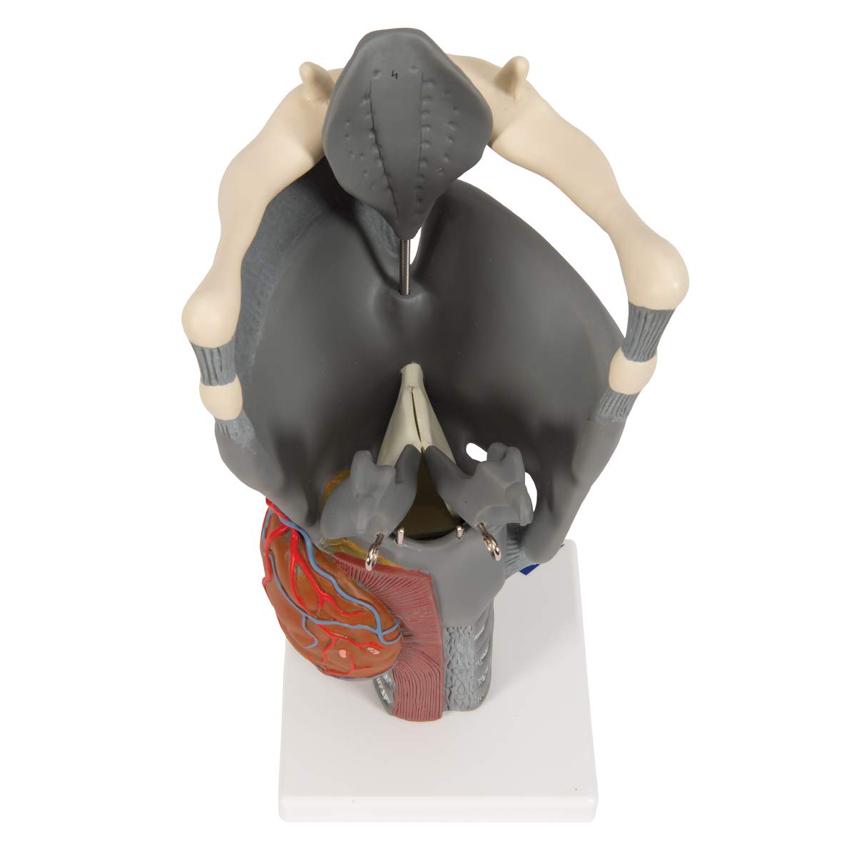 3B Scientific G20 Functional Larynx 2.5x life size - 3B Smart Anatomy