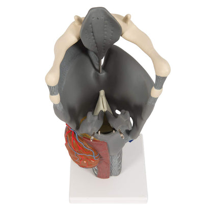 3B Scientific G20 Functional Larynx 2.5x life size - 3B Smart Anatomy