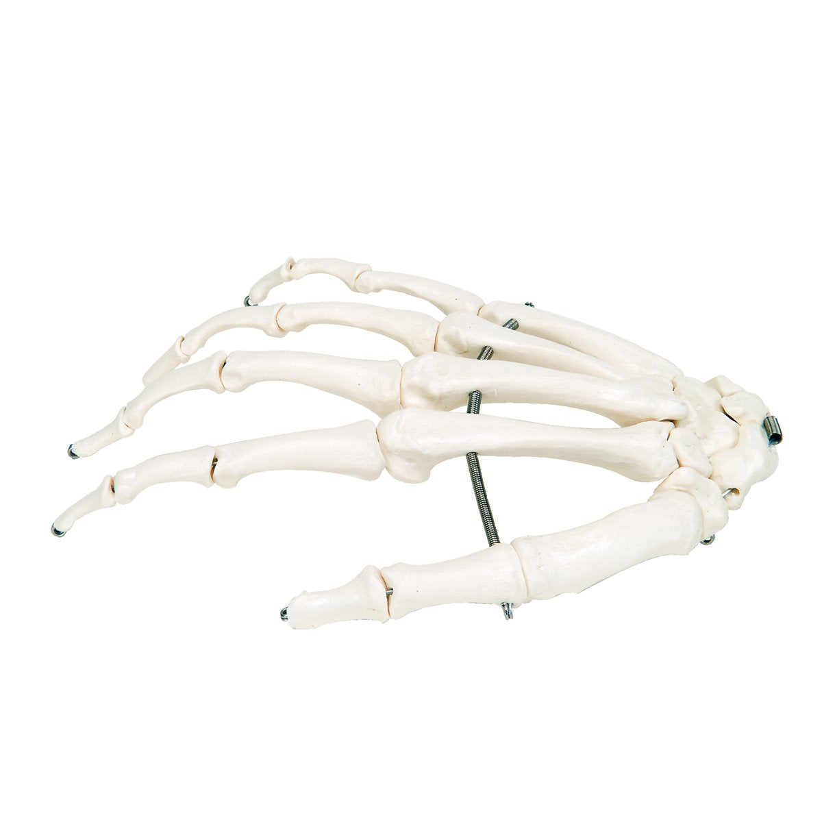 3B Scientific A04 Disarticulated Half Skeleton 52 pieces - 3B Smart Anatomy