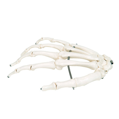 3B Scientific A04 Disarticulated Half Skeleton 52 pieces - 3B Smart Anatomy