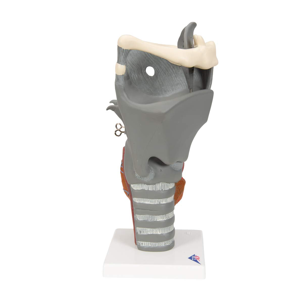3B Scientific G20 Functional Larynx 2.5x life size - 3B Smart Anatomy