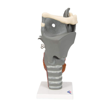 3B Scientific G20 Functional Larynx 2.5x life size - 3B Smart Anatomy