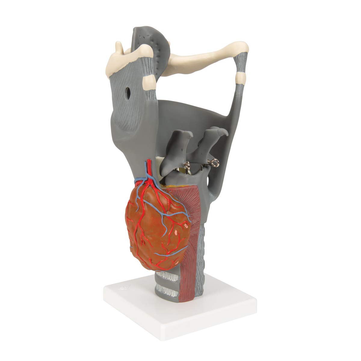 3B Scientific G20 Functional Larynx 2.5x life size - 3B Smart Anatomy