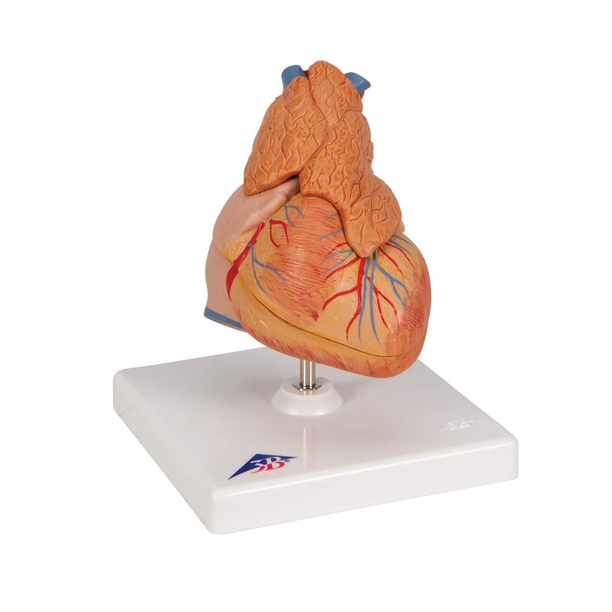 3B Scientific G08/1 Classic Heart w/ Thymus 3-part - 3B Smart Anatomy