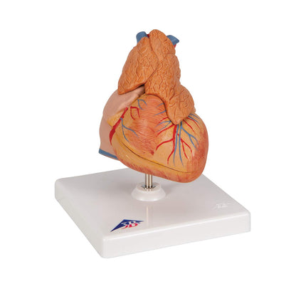 3B Scientific G08/1 Classic Heart w/ Thymus 3-part - 3B Smart Anatomy