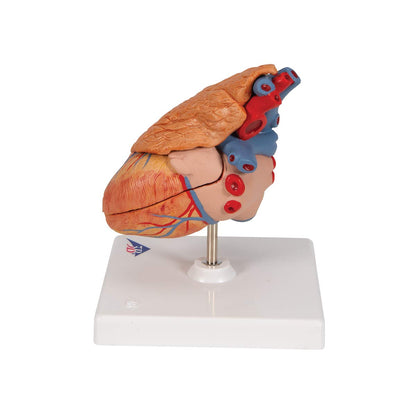 3B Scientific G08/1 Classic Heart w/ Thymus 3-part - 3B Smart Anatomy