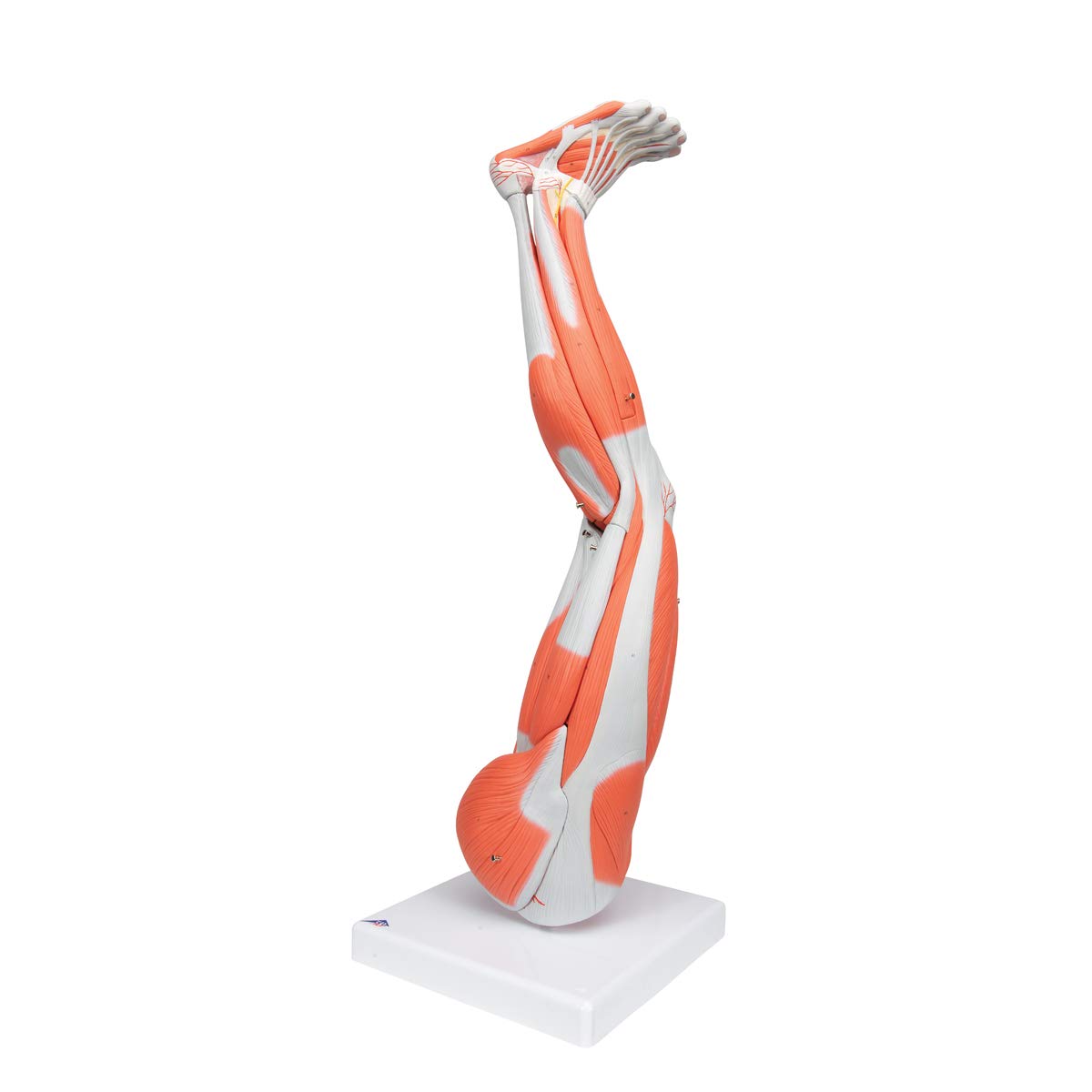 Muscular Leg 9-Part - 3B Smart Anatomy