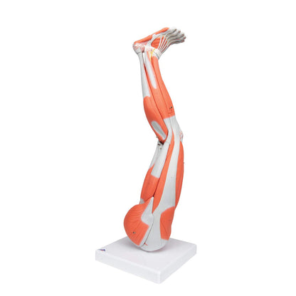 Muscular Leg 9-Part - 3B Smart Anatomy
