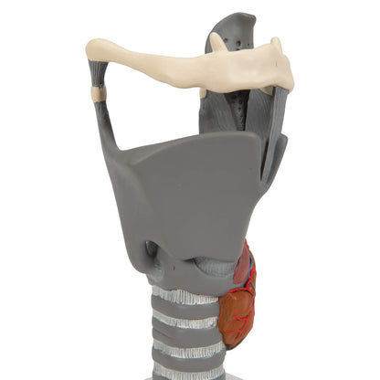 3B Scientific G20 Functional Larynx 2.5x life size - 3B Smart Anatomy