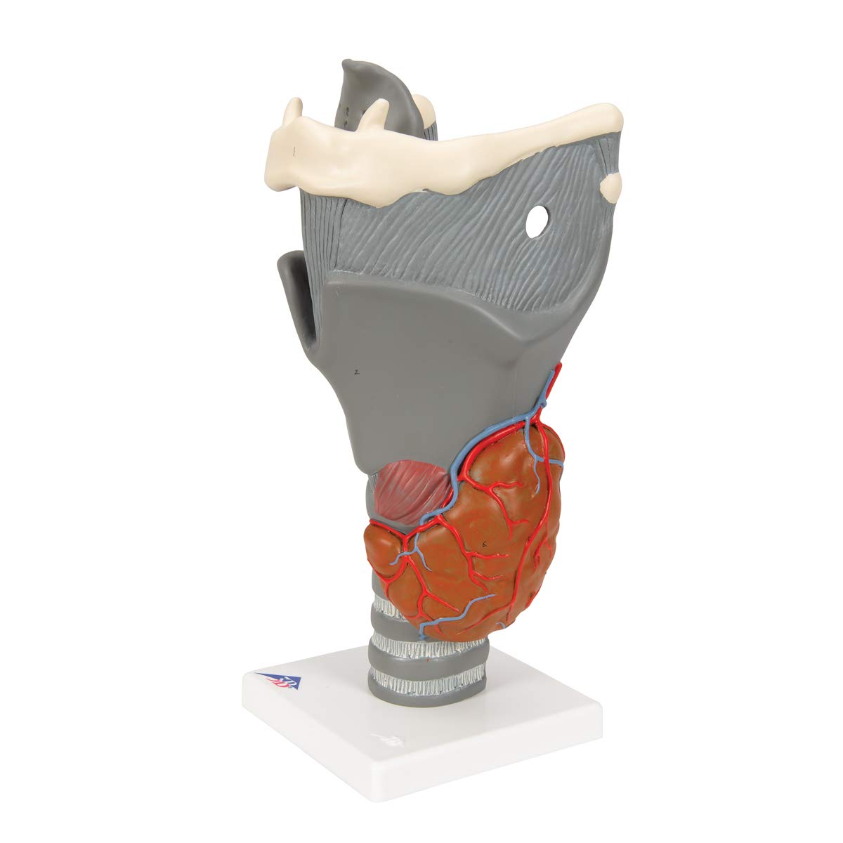 3B Scientific G20 Functional Larynx 2.5x life size - 3B Smart Anatomy