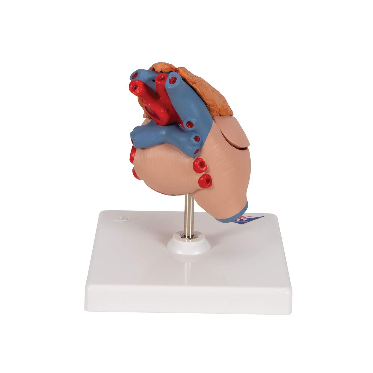 3B Scientific G08/1 Classic Heart w/ Thymus 3-part - 3B Smart Anatomy