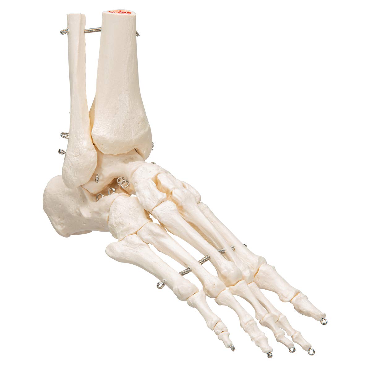 3B Scientific A31 Foot Skeleton w/portions of Tibia-Fibula - 3B Smart Anatomy