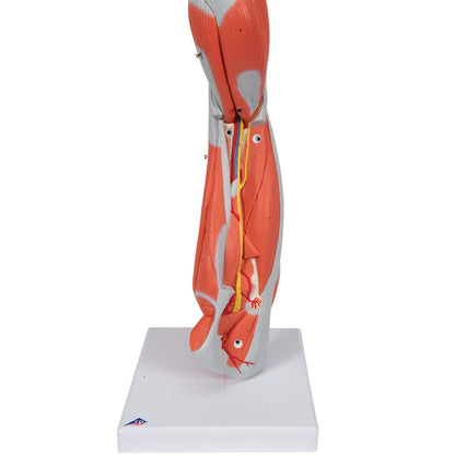 Muscular Leg 9-Part - 3B Smart Anatomy
