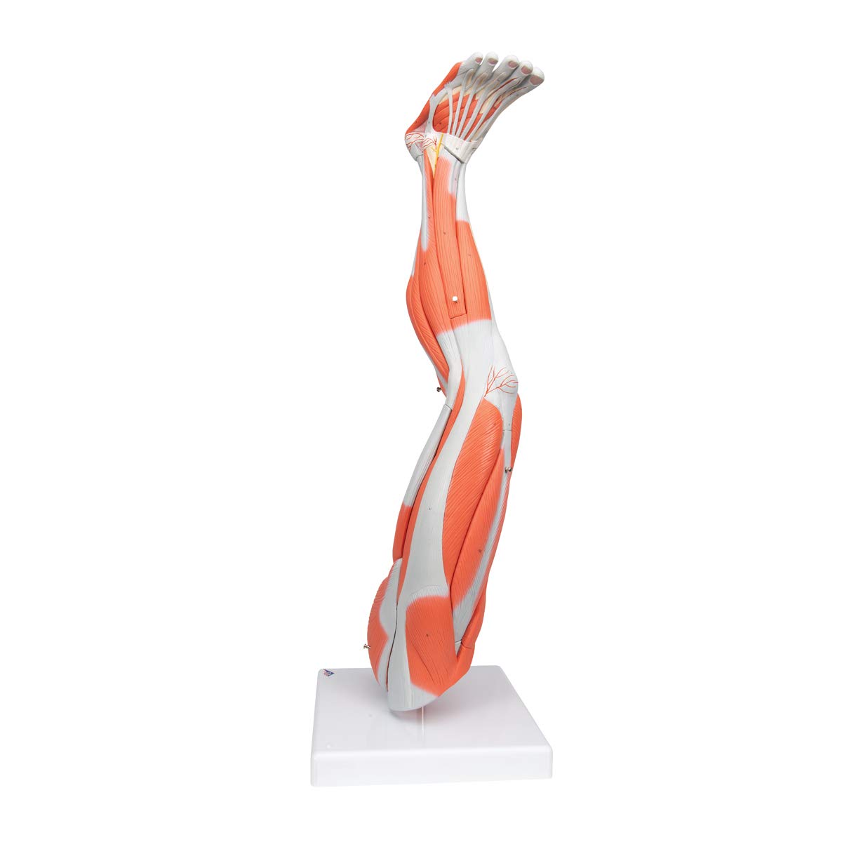Muscular Leg 9-Part - 3B Smart Anatomy