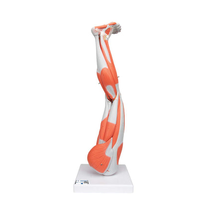Muscular Leg 9-Part - 3B Smart Anatomy