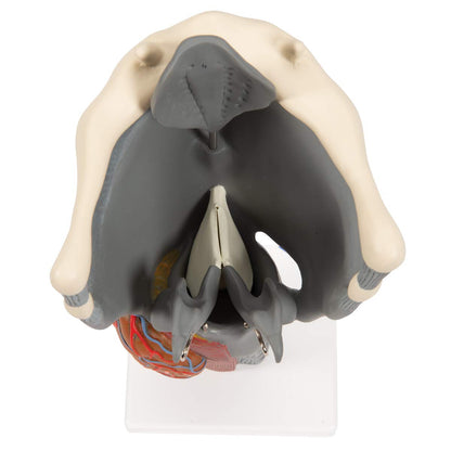 3B Scientific G20 Functional Larynx 2.5x life size - 3B Smart Anatomy