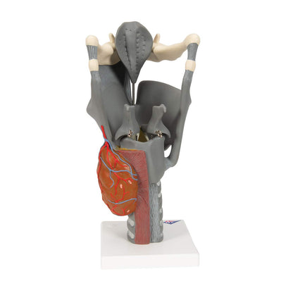 3B Scientific G20 Functional Larynx 2.5x life size - 3B Smart Anatomy