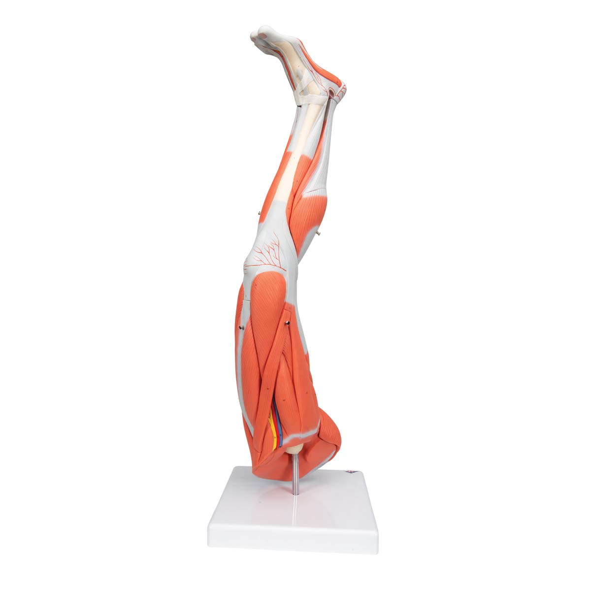 Muscular Leg 9-Part - 3B Smart Anatomy