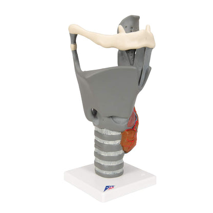 3B Scientific G20 Functional Larynx 2.5x life size - 3B Smart Anatomy
