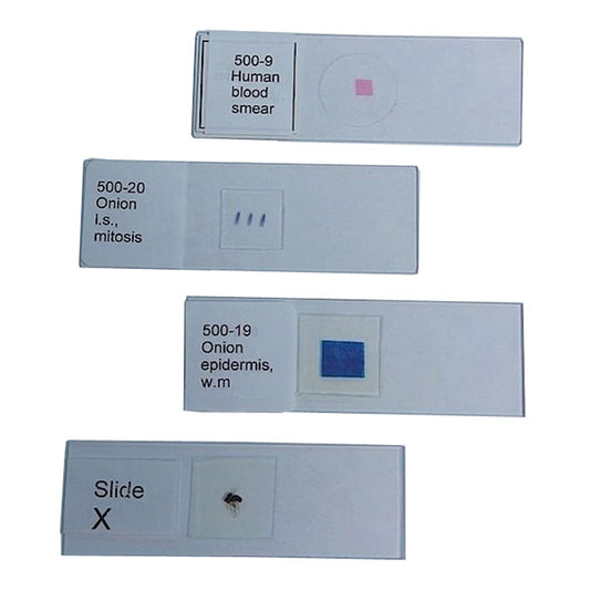 United Scientific Supplies 100-186 "Ascaris (Roundworm), Mitosis, SEC (Animal Cell Mitosis)" Prepared Microscope Slide