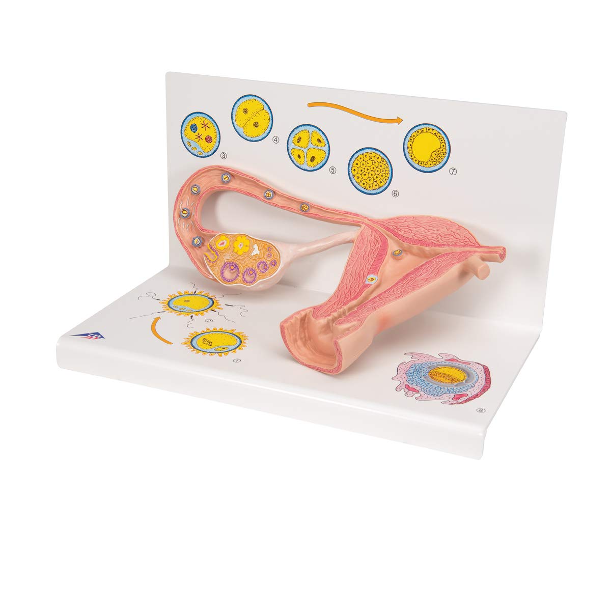3B Scientific L01 Stages of Fertilization and of The Embryo, 2-Times Magnification, 13.8" x 8.3" x 7.9"