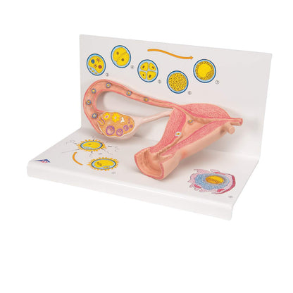 3B Scientific L01 Stages of Fertilization and of The Embryo, 2-Times Magnification, 13.8" x 8.3" x 7.9"