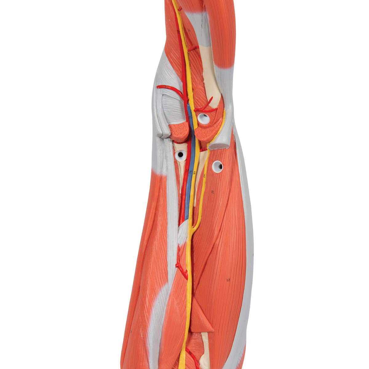 Muscular Leg 9-Part - 3B Smart Anatomy