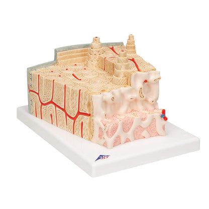3B Scientific A79 Bone Structure Model Enlarged 80 times - 3B Smart Anatomy
