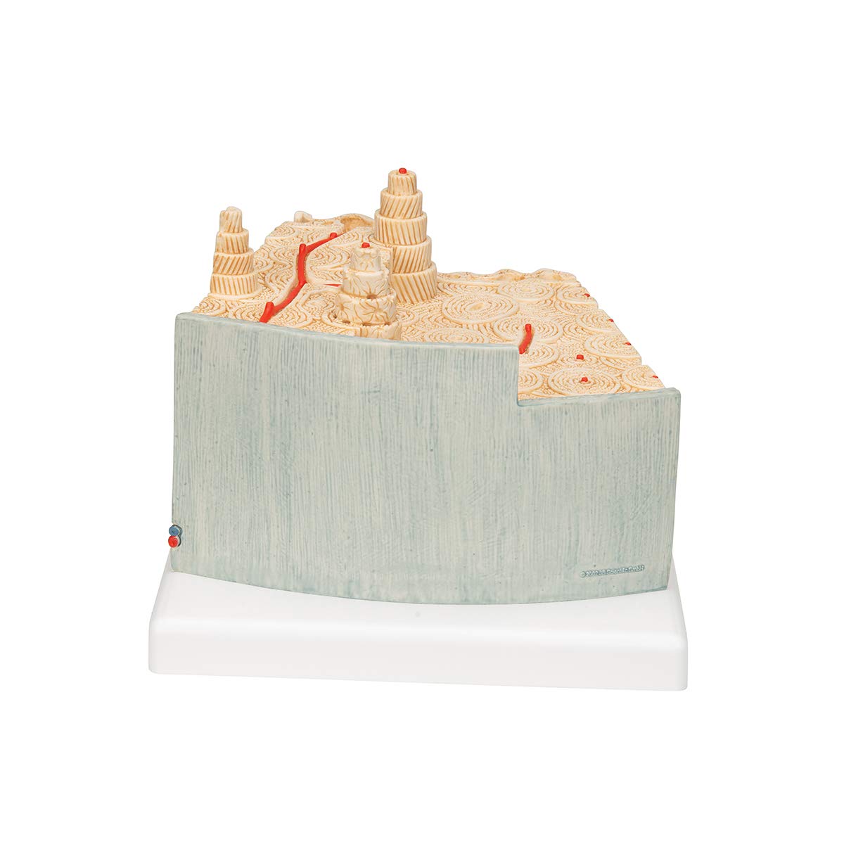 3B Scientific A79 Bone Structure Model Enlarged 80 times - 3B Smart Anatomy