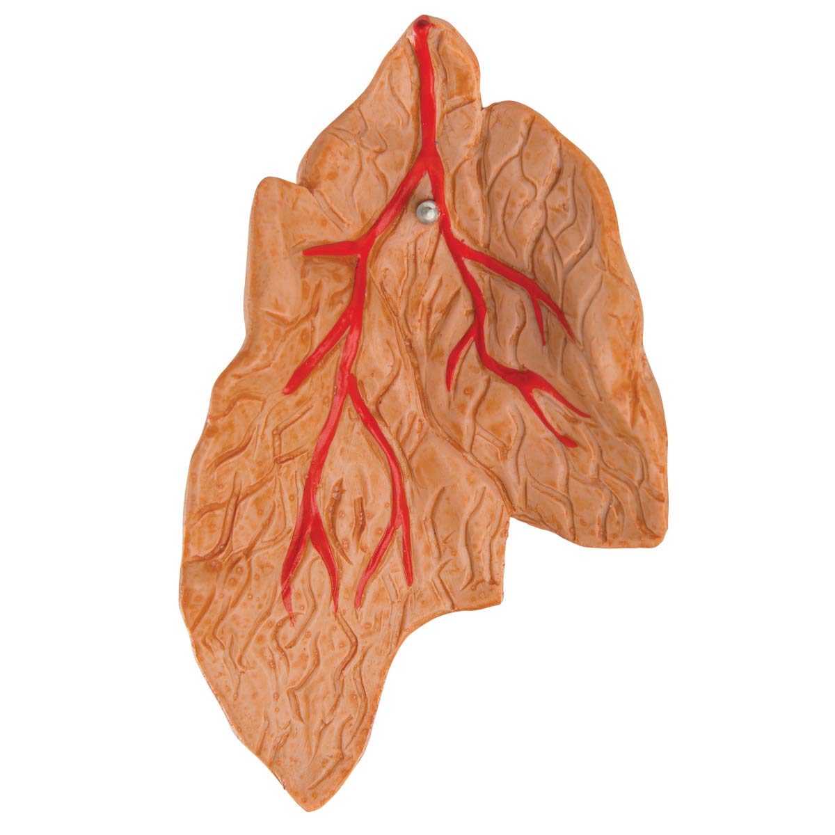 3B Scientific G08/1 Classic Heart w/ Thymus 3-part - 3B Smart Anatomy
