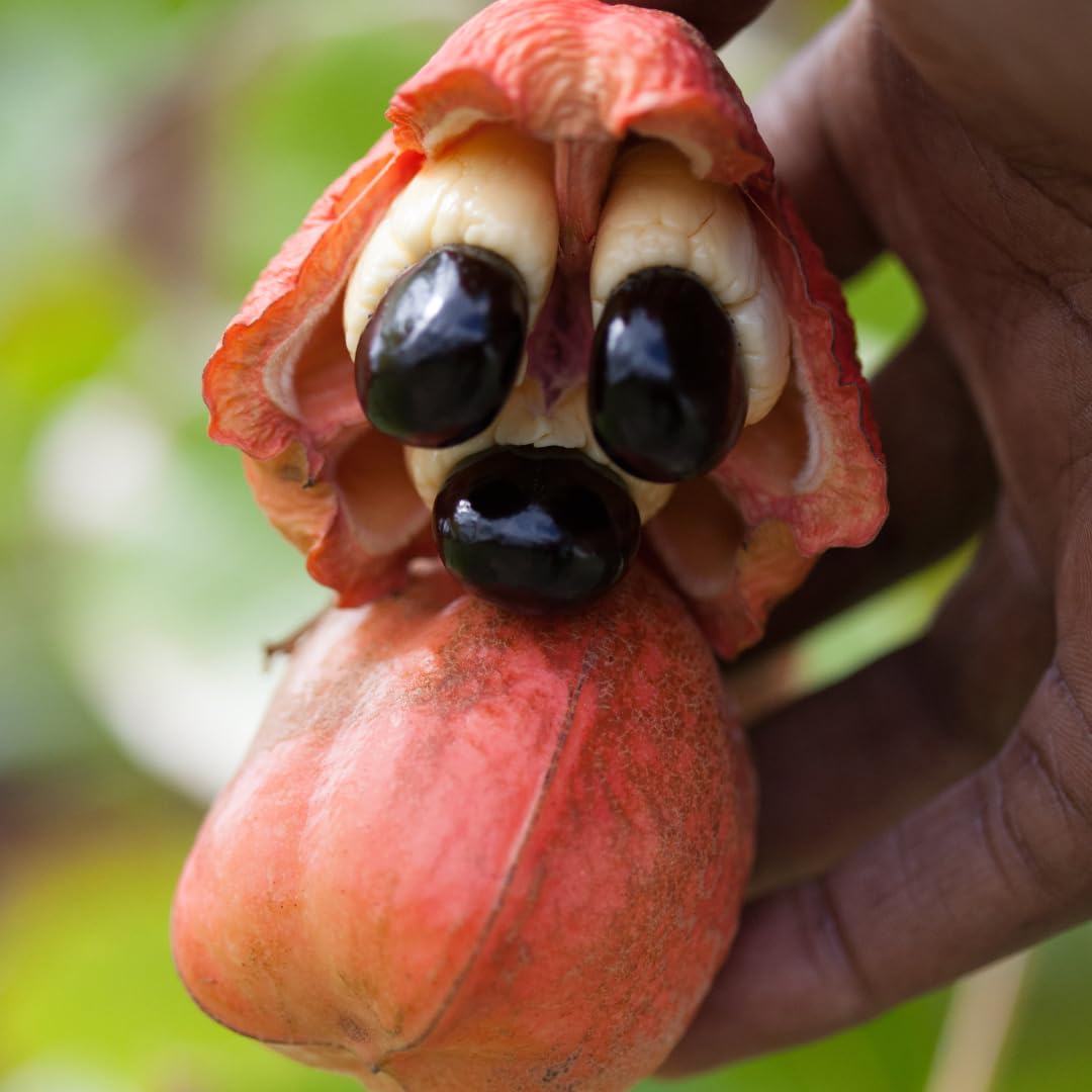 Spur Tree Jamaican Ackee in a Can – Delicate Tropical Sensation – Have A Unique Breakfast with Our Ackee Jamaican (3 pack)