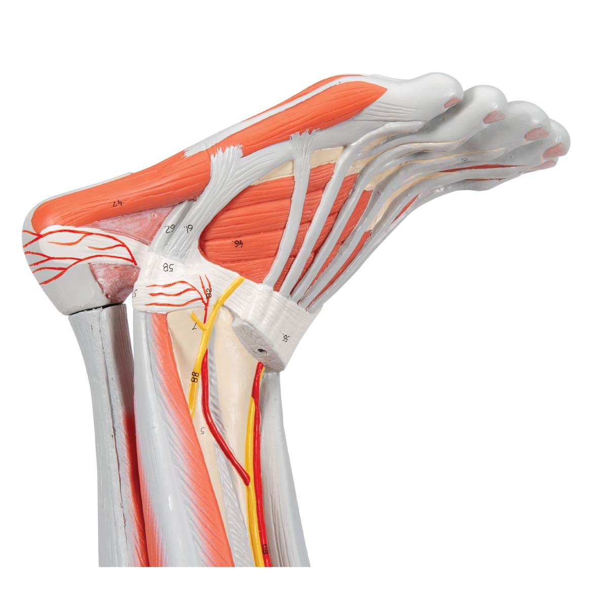 Muscular Leg 9-Part - 3B Smart Anatomy