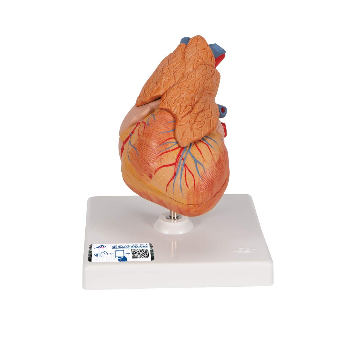 3B Scientific G08/1 Classic Heart w/ Thymus 3-part - 3B Smart Anatomy