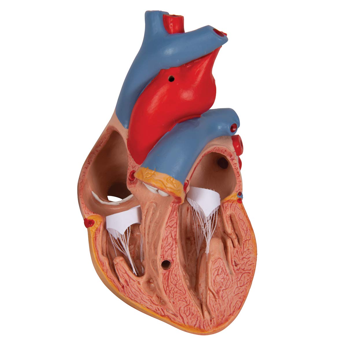 3B Scientific G08/1 Classic Heart w/ Thymus 3-part - 3B Smart Anatomy