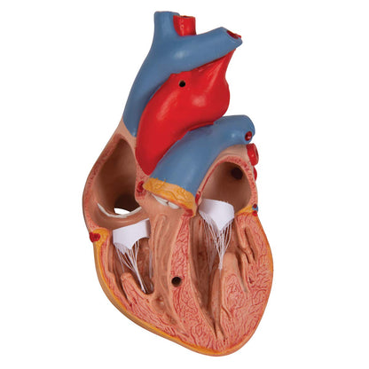 3B Scientific G08/1 Classic Heart w/ Thymus 3-part - 3B Smart Anatomy