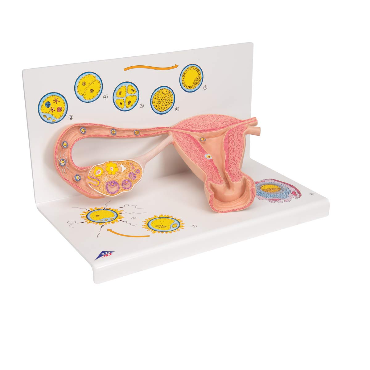 3B Scientific L01 Stages of Fertilization and of The Embryo, 2-Times Magnification, 13.8" x 8.3" x 7.9"