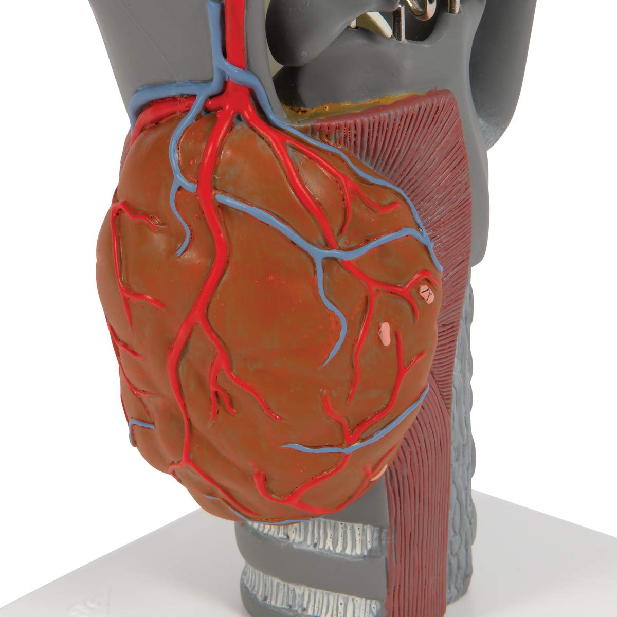 3B Scientific G20 Functional Larynx 2.5x life size - 3B Smart Anatomy