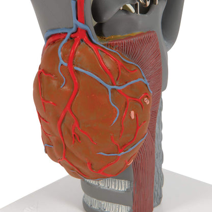 3B Scientific G20 Functional Larynx 2.5x life size - 3B Smart Anatomy