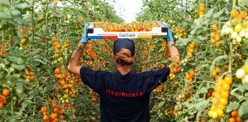 Yellow Cherry Tomatoes in Puree, Pomodorini, Daterini 28.22 oz (800g), 100% Italian, Cosi Come